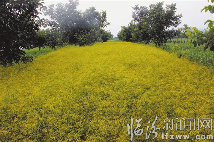 核桃种植效益_致富核桃种植技术视频_致富经种植核桃