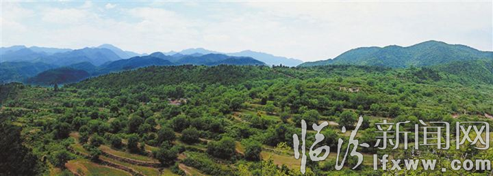 致富核桃种植技术视频_致富经种植核桃_核桃种植效益
