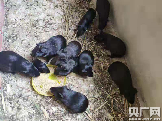 致富养殖蝎子_30万养殖致富_致富养殖好项目