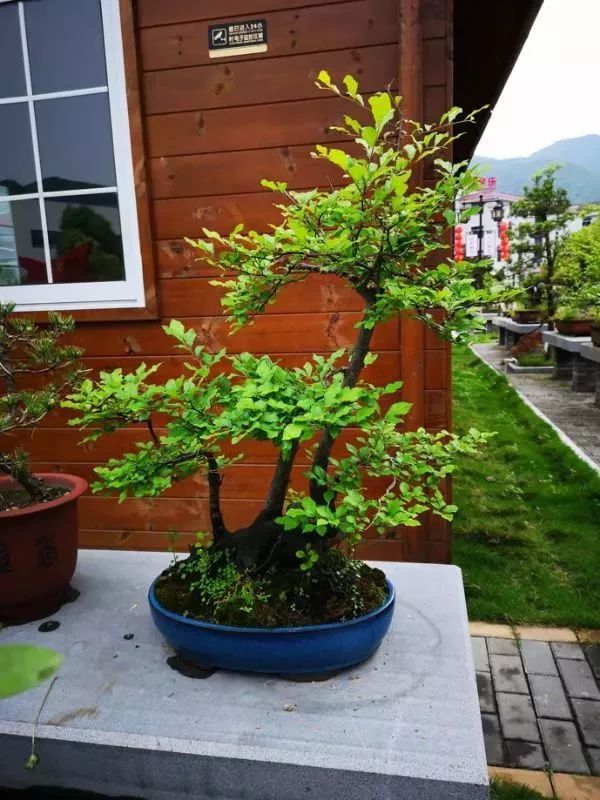 视频致富蜘蛛养殖大师_蜘蛛养殖致富视频_蜘蛛养殖场视频