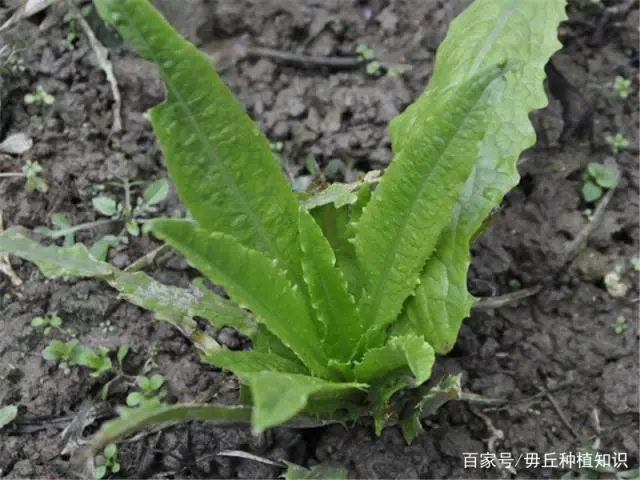 大棚莴笋秧苗种植技术_大棚种植莴笋周期多长_大棚种植莴笋秧苗技术视频