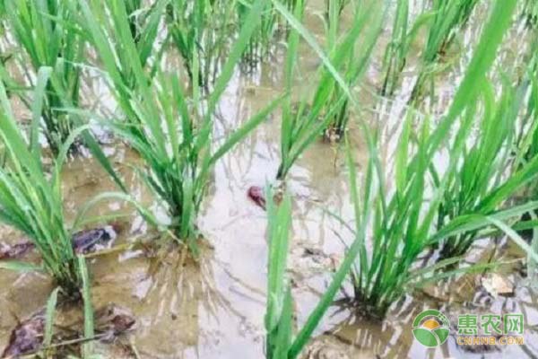 稻田黄鳝的生态养殖技术-图片版权归惠农网所有