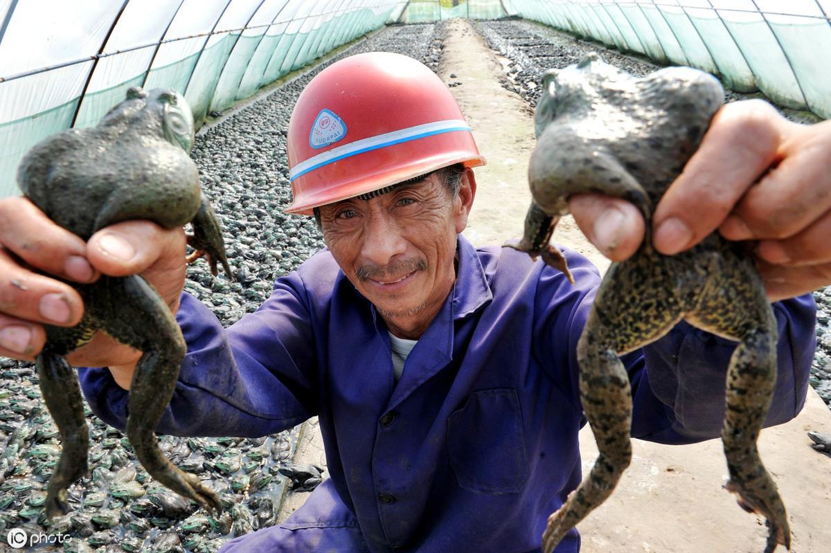 金蟾怎样人工养殖_金蟾养殖基地_金蟾的养殖技术