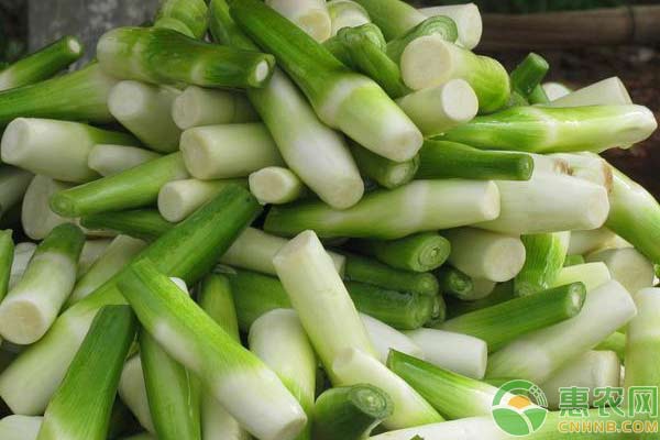 田里走出致富路：茭白种植技术-图片版权归惠农网所有