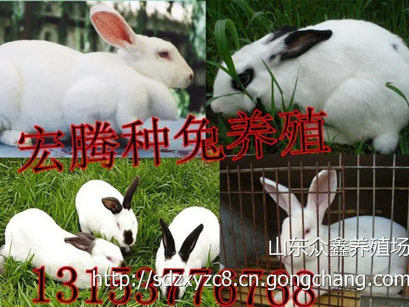 辽宁肉兔养殖合作社_辽宁省养殖肉兔致富新闻_辽宁省兔子养殖基地