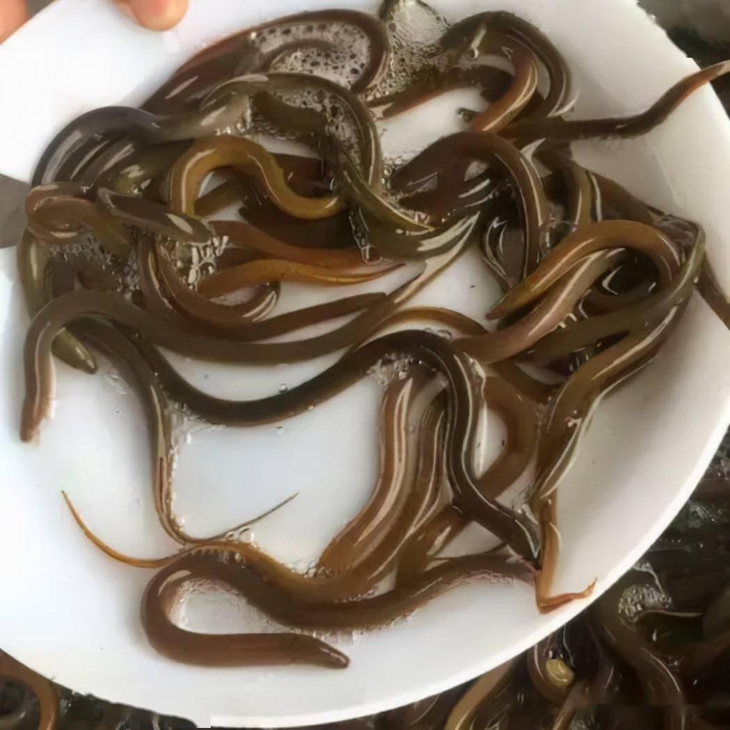谈越冬前后人工养殖黄鳝的管理细节