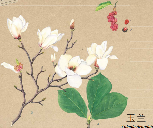 唐菖蒲栽培技术_唐菖蒲种子种植技术_唐菖蒲的种植方法