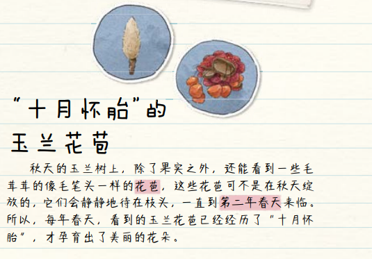 唐菖蒲种子种植技术_唐菖蒲栽培技术_唐菖蒲的种植方法