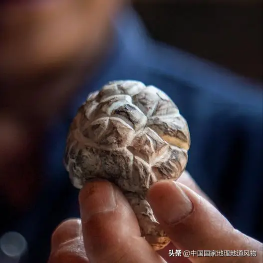 浙江景宁菇乡：从密林深处走出的香菇文化