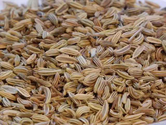 种植茴香的方法_小茴香种植技术图片_茴香种植注意事项