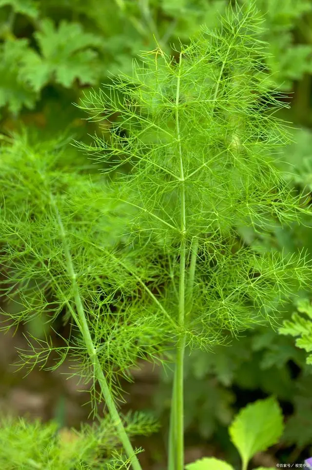 小茴香种植技术图片_茴香种植注意事项_种植茴香的方法