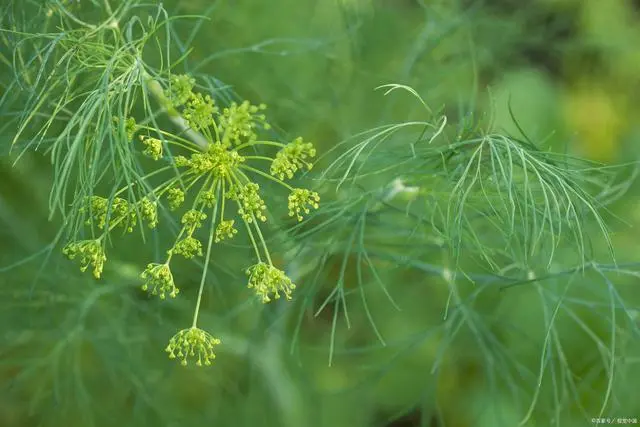 小茴香种植技术图片_茴香种植注意事项_种植茴香的方法