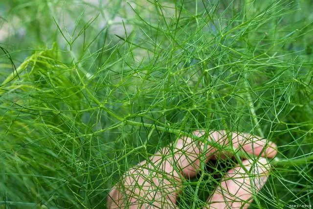 种植茴香的方法_小茴香种植技术图片_茴香种植注意事项