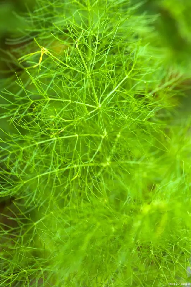 小茴香种植技术图片_种植茴香的方法_茴香种植注意事项