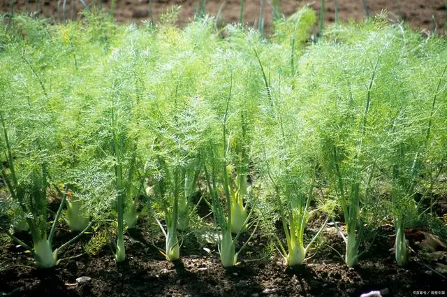 小茴香种植技术图片_茴香种植注意事项_种植茴香的方法