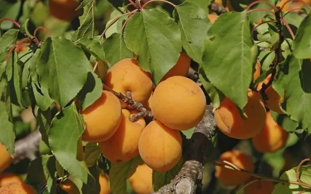 杏子种植条件_杏子怎么种植致富_致富种植杏子视频