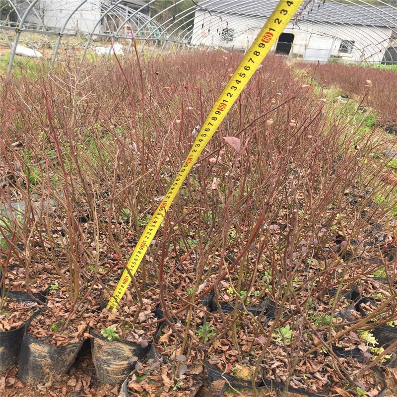 湖北1年蓝莓苗大棚种植技术