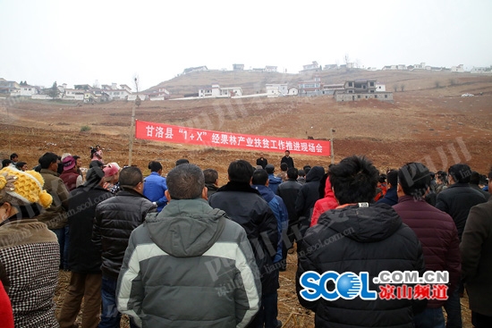 甘洛掀起核桃种植热潮