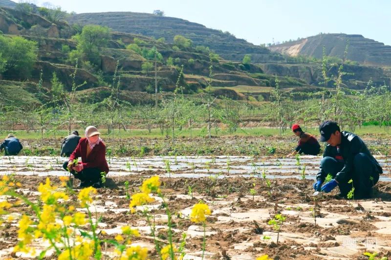 甘肃省种植什么_甘肃种植基地_甘肃种植什么致富