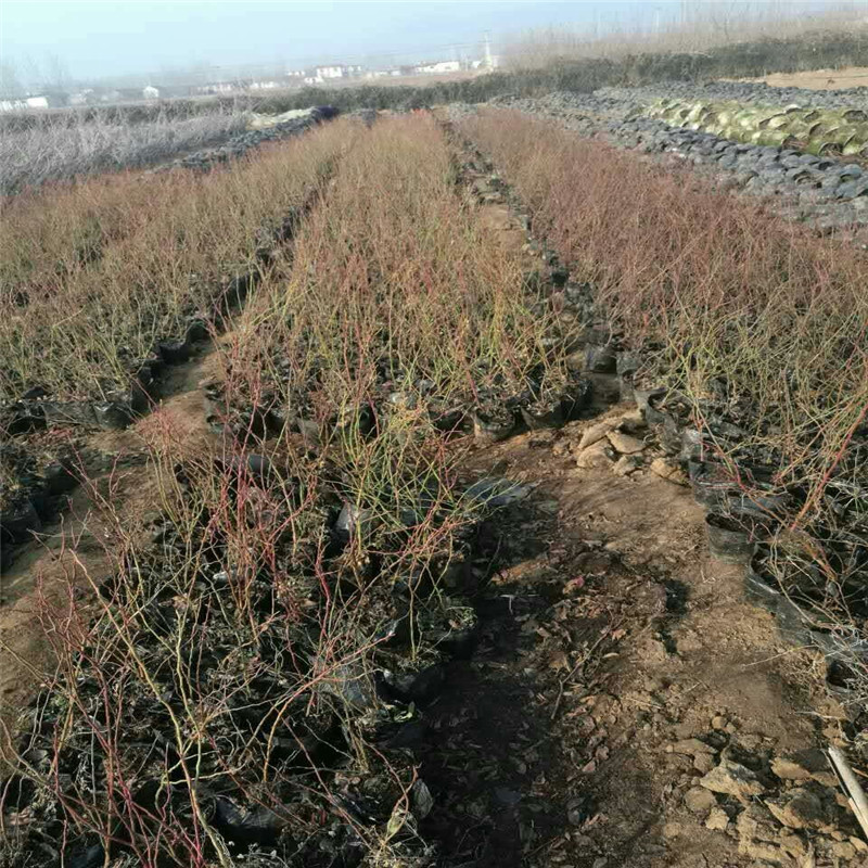 四川蓝莓苗批发大棚种植技术