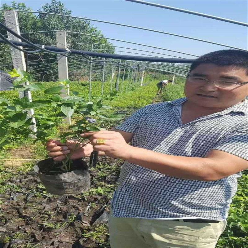 四川蓝莓苗批发大棚种植技术