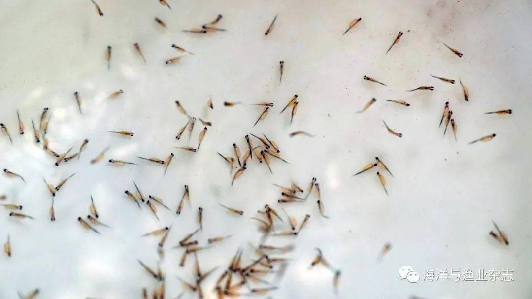 刺鳅鱼养殖技术_致富养殖技术刺鳅视频_致富经刺鳅养殖技术