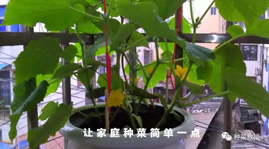 瓜瓜种植技术讲解_讲解种植瓜瓜技术视频_瓜种植技术与管理