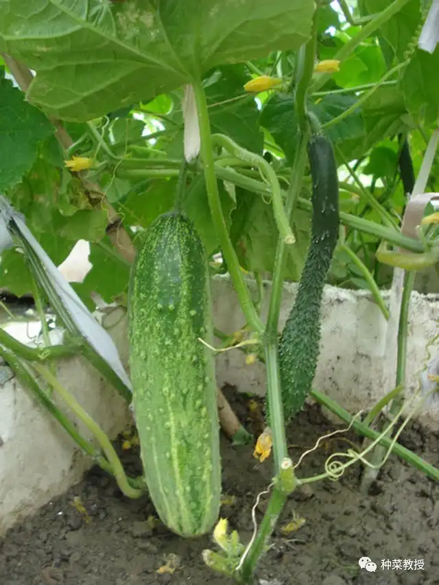 讲解种植瓜瓜技术视频_瓜瓜种植技术讲解_瓜种植技术与管理
