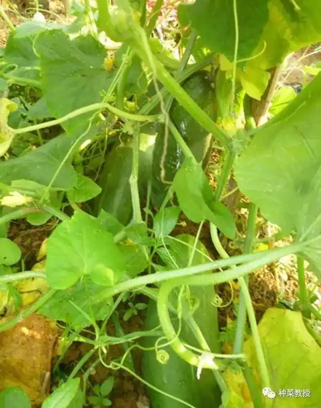 讲解种植瓜瓜技术视频_瓜种植技术与管理_瓜瓜种植技术讲解
