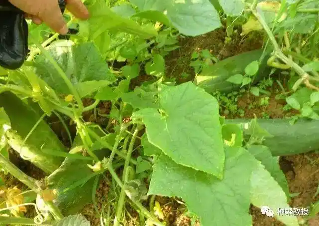 瓜瓜种植技术讲解_瓜种植技术与管理_讲解种植瓜瓜技术视频