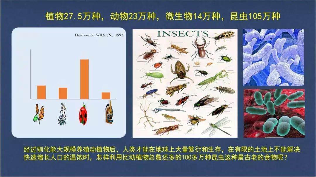 水虻养殖视频_虻虫人工养殖_食用水虻的养殖技术