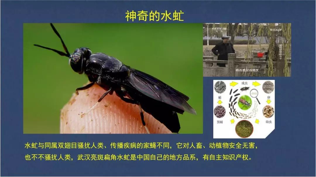 水虻养殖视频_食用水虻的养殖技术_虻虫人工养殖