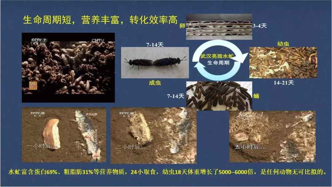 水虻养殖视频_食用水虻的养殖技术_虻虫人工养殖