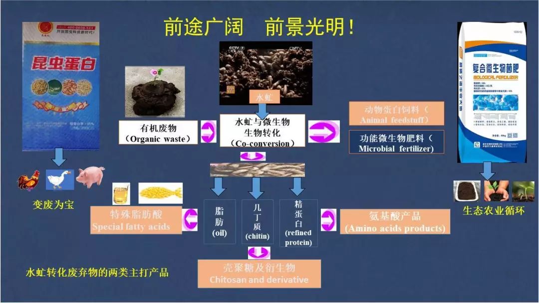 食用水虻的养殖技术_水虻养殖视频_虻虫人工养殖