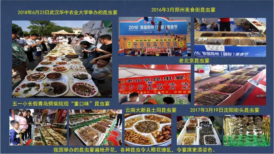 食用水虻的养殖技术_水虻养殖视频_虻虫人工养殖