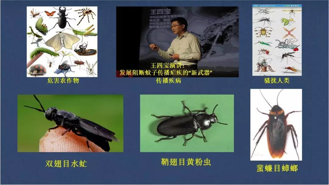 食用水虻的养殖技术_虻虫人工养殖_水虻养殖视频