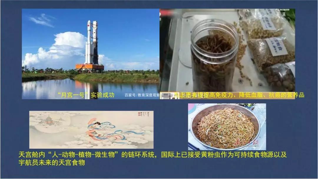 水虻养殖视频_虻虫人工养殖_食用水虻的养殖技术