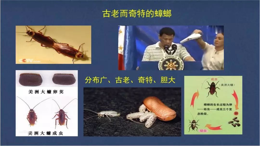 食用水虻的养殖技术_虻虫人工养殖_水虻养殖视频