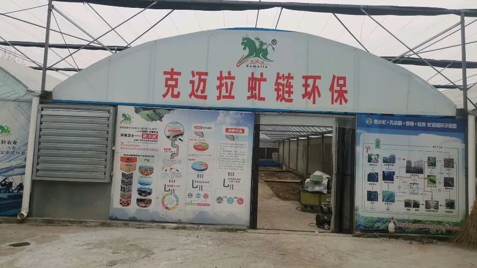 虻虫人工养殖_水虻养殖视频_食用水虻的养殖技术