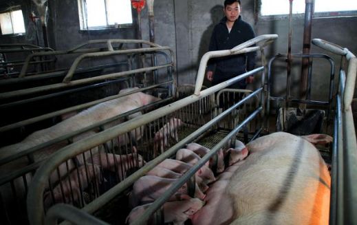 致富经养猪母猪视频_视频致富母猪养猪视频大全_致富经养猪视频母猪