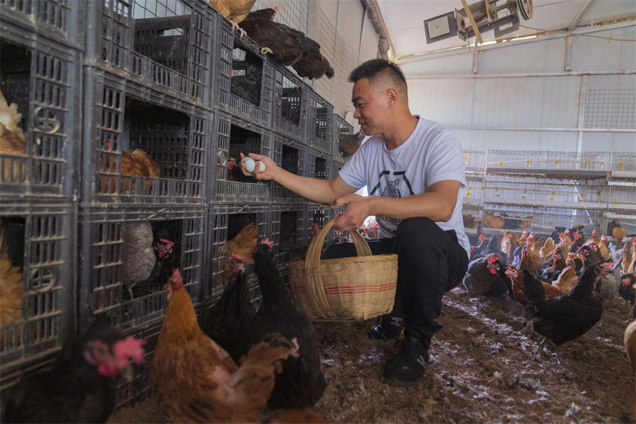 小山头养殖致富项目视频_山区养殖什么致富项目_致富经山上养鸡视频