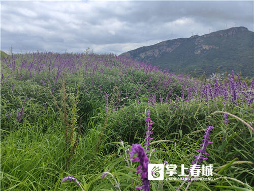 致富经四季葱种植_四季葱种植视频_葱的高产四季栽培技术