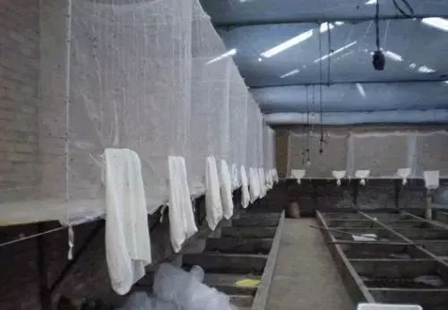苍鹰养殖繁殖手续_养殖苍鹰致富_苍鹰养殖基地
