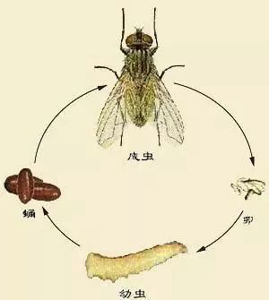 苍鹰养殖繁殖手续_苍鹰养殖基地_养殖苍鹰致富