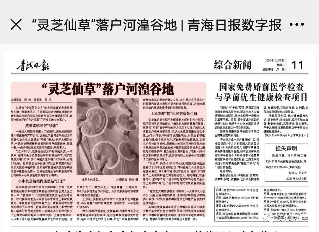 【县外媒体看民和】青海日报|  “灵芝仙草”落户河湟谷地
