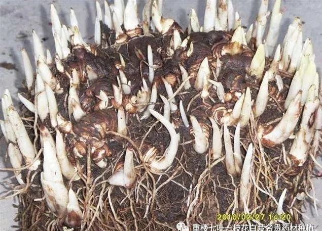致富经重楼种植视频_致富经重楼种植_种植重楼效益