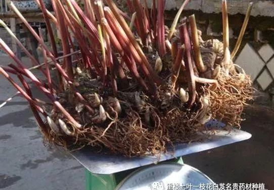 致富经重楼种植_致富经重楼种植视频_种植重楼效益