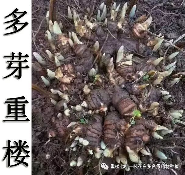 种植重楼效益_致富经重楼种植视频_致富经重楼种植