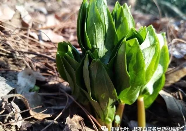 种植重楼效益_致富经重楼种植视频_致富经重楼种植