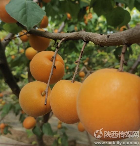 大棚种植瓜果_大棚种植致富瓜_大棚瓜种植技术与管理